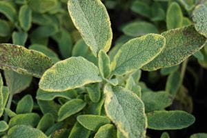Buntblättriger Garten-Salbei Icterina - Salvia officinalis Icterina