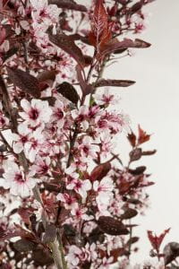 Zwerg-Blutpflaume • Prunus cistena