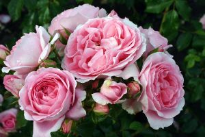 Rose Rosenfee ® • Rosa Rosenfee ®