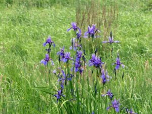 Sibirische Schwertlilie • Iris sibirica