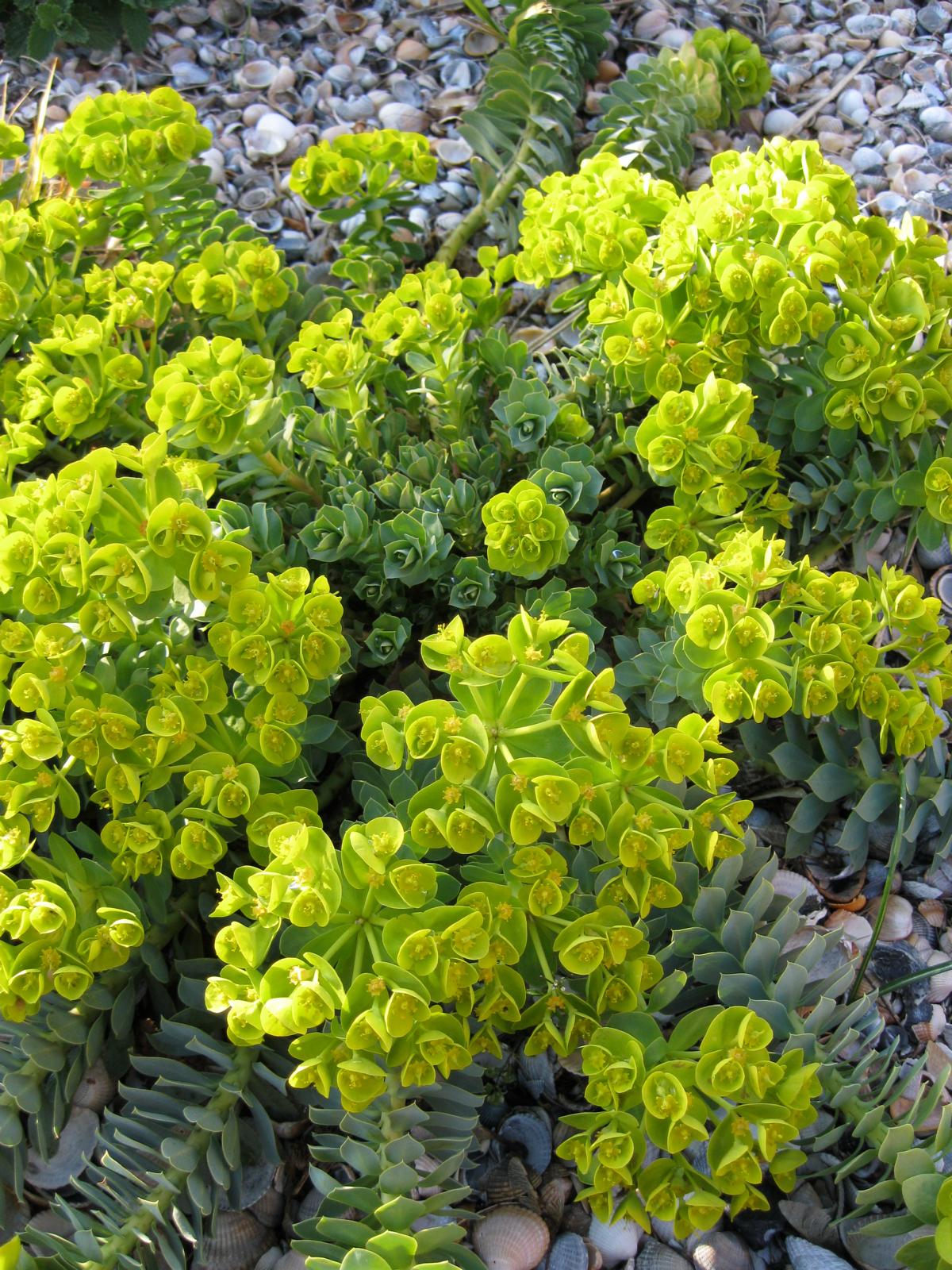10 Stück Walzen Wolfsmilch Euphorbia myrsinites Bodendecker Frühlingsblüher 