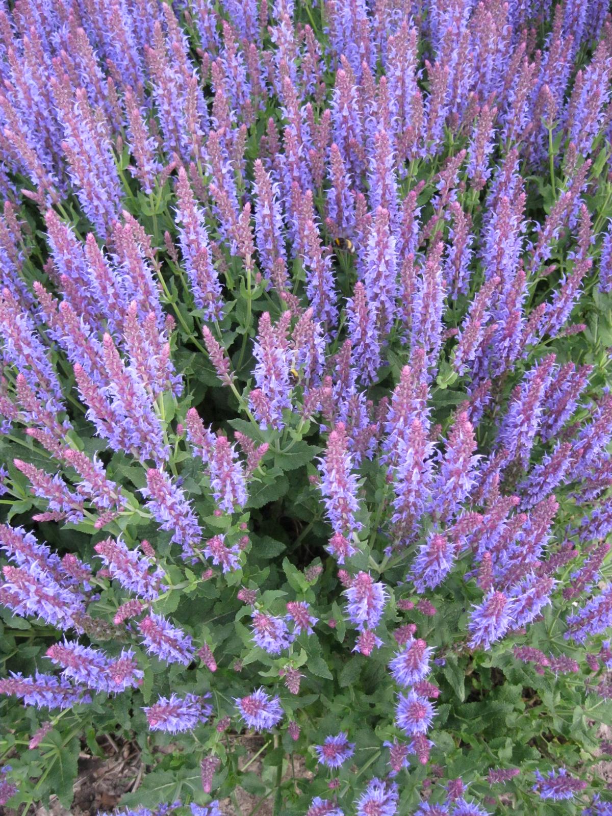 GartenBlütenSalbei Blauhügel kaufen Garten von Ehren Qualität seit