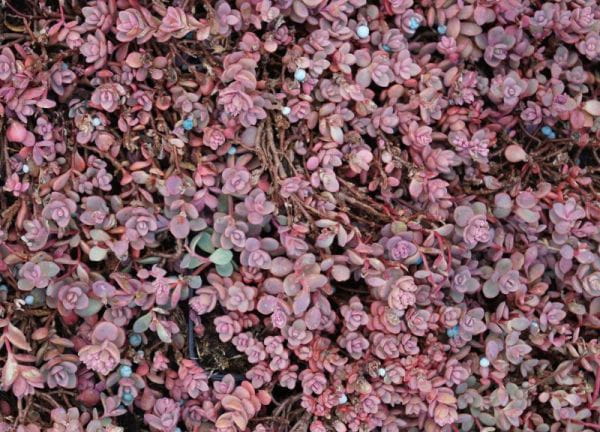Blaugraues Garten-Fettblatt • Sedum cyaneum Rosenteppich