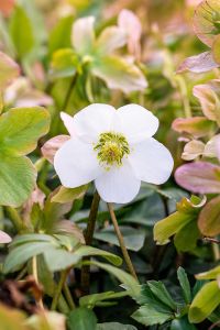 Frühblühende Garten-Christrose • Helleborus niger 'Praecox'
