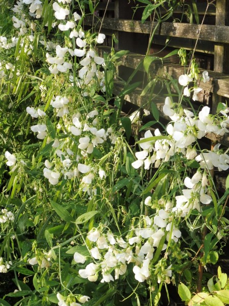 Garten-Platterbse 'Weiße Perle' - Lathyrus latifolius 'Weiße Perle'