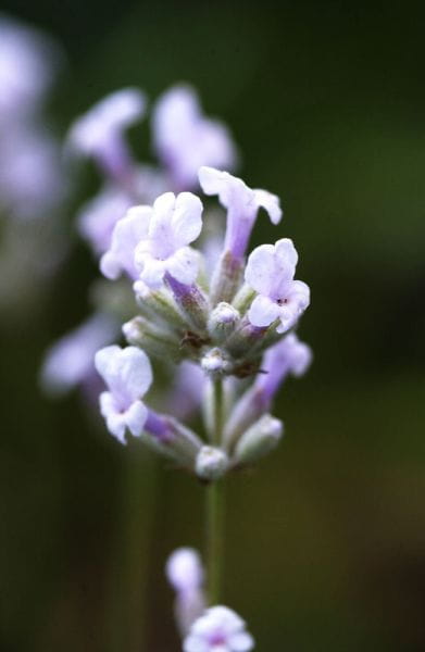 Lavendel Rosea • Lavandula angustifolia Rosea