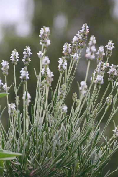 Weißblühender Garten-Lavender - Lavandula angustifolia &#039;Nana Alba&#039;