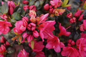 Japanische Azalee Canzonetta • Rhododendron obtusum Canzonetta