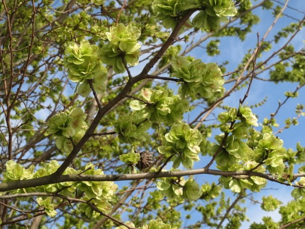 Feldulme • Ulmus carpinifolia
