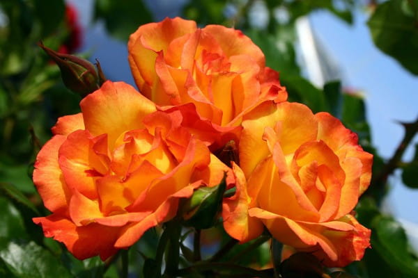 Rose Bonanza ® • Rosa Bonanza ®