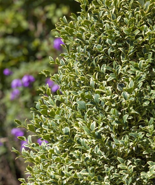 Buchsbaum Elegantissima • Buxus sempervirens Elegantissima
