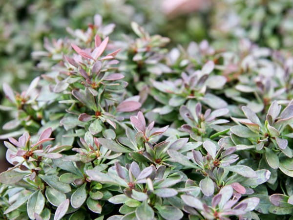 Zwerg Berberitze • Berberis thunbergii Bagatelle