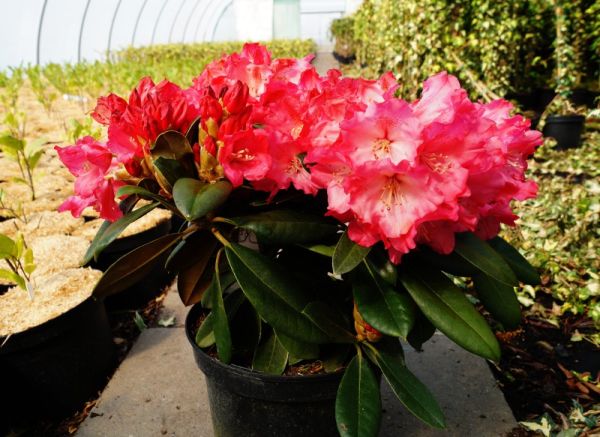 Rhododendron Dr. H. C. Dresselhuys • Rhododendron Hybride Dr. H. C. Dresselhuys
