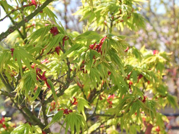 Fächerahorn Mikawa yatsubusa • Acer palmatum Mikawa yatsubusa