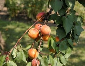 Aprikose Kuresia • Prunus armeniaca Kuresia