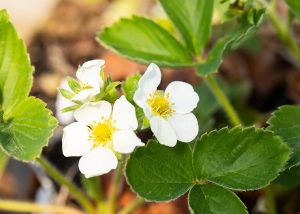 Erdbeere Honeoye • Fragaria Hybride Honeoye Topfware 15-20 cm hoch,