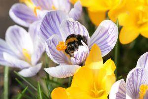 Krokus • Crocus