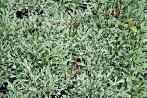 Garten Katzenpfötchen • Antennaria dioica Rubra