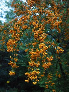 Feuerdorn Orange Charmer • Pyracantha coccinea Orange Charmer
