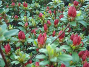 Rhododendron Fridoline • Rhododendron obtusum Fridoline