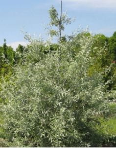 Weidenblättrige Birne • Pyrus salicifolia