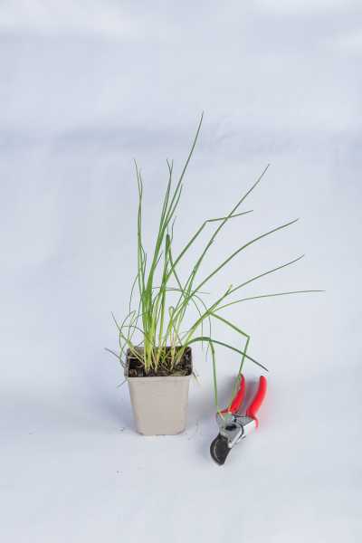 Schnittlauch • Allium schoenoprasum