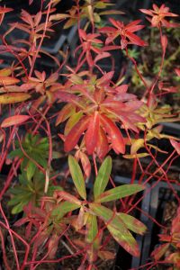 Garten Wolfsmilch Fireglow • Euphorbia griffithii Fireglow