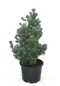 Zwergmännchenkiefer • Pinus parviflora Negishi