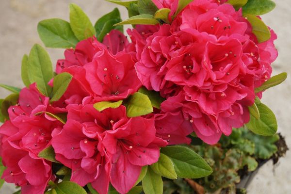Japanische Azalee Melina • Rhododendron obtusum Melina