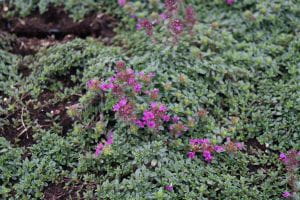 Garten Thymian Red Carpet - Thymus praecox 'Red Carpet'