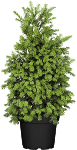 Eibe Schwarzgrün • Taxus baccata Schwarzgrün