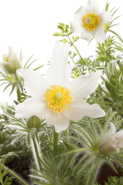 Weißblühende Garten-Kuhschelle Alba • Pulsatilla vulgaris Alba
