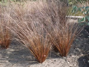 Fuchsrote Neuseeland-Segge • Carex buchananii