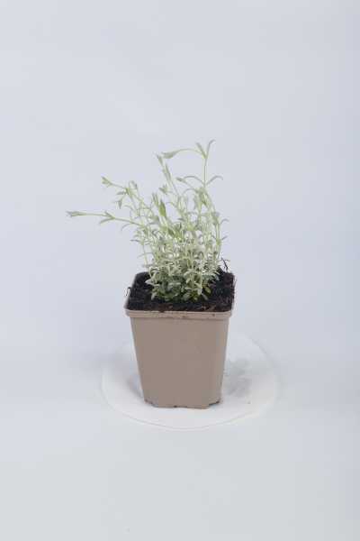 Kompaktes Garten-Hornkraut Silberteppich • Cerastium tomentosum Silberteppich