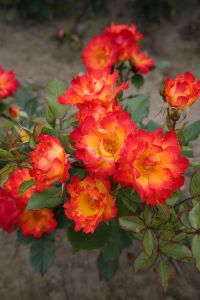 Bodendeckerrose Rose Summer of Love• Rosa 'Summer of Love'®