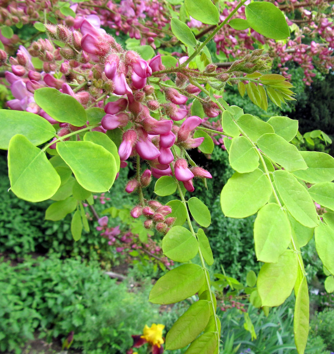Borstige Robinie online kaufen Garten von Ehren Garten von Ehren