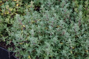 Garten-Thymian Compactus • Thymus vulgaris Compactus