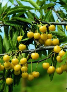Süßkirsche Dönissens Gelbe Knorpelkirsche • Prunus avium Dönissens Gelbe Knorpelkirsche