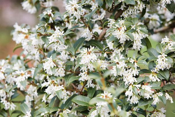 Frühlingsduftblüte • Osmanthus burkwoodii
