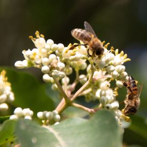 Bienenbaum Tausendblütenstrauch • Euodia hupehensis