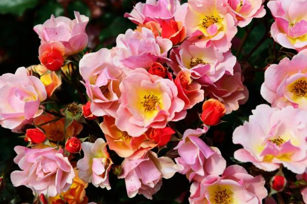 Bodendeckerrose Jazz • Rosa Jazz