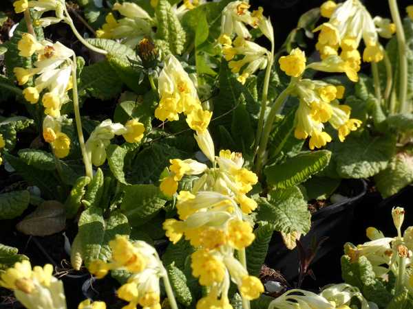 Apotheker-Schlüsselblume • Primula veris ssp.veris