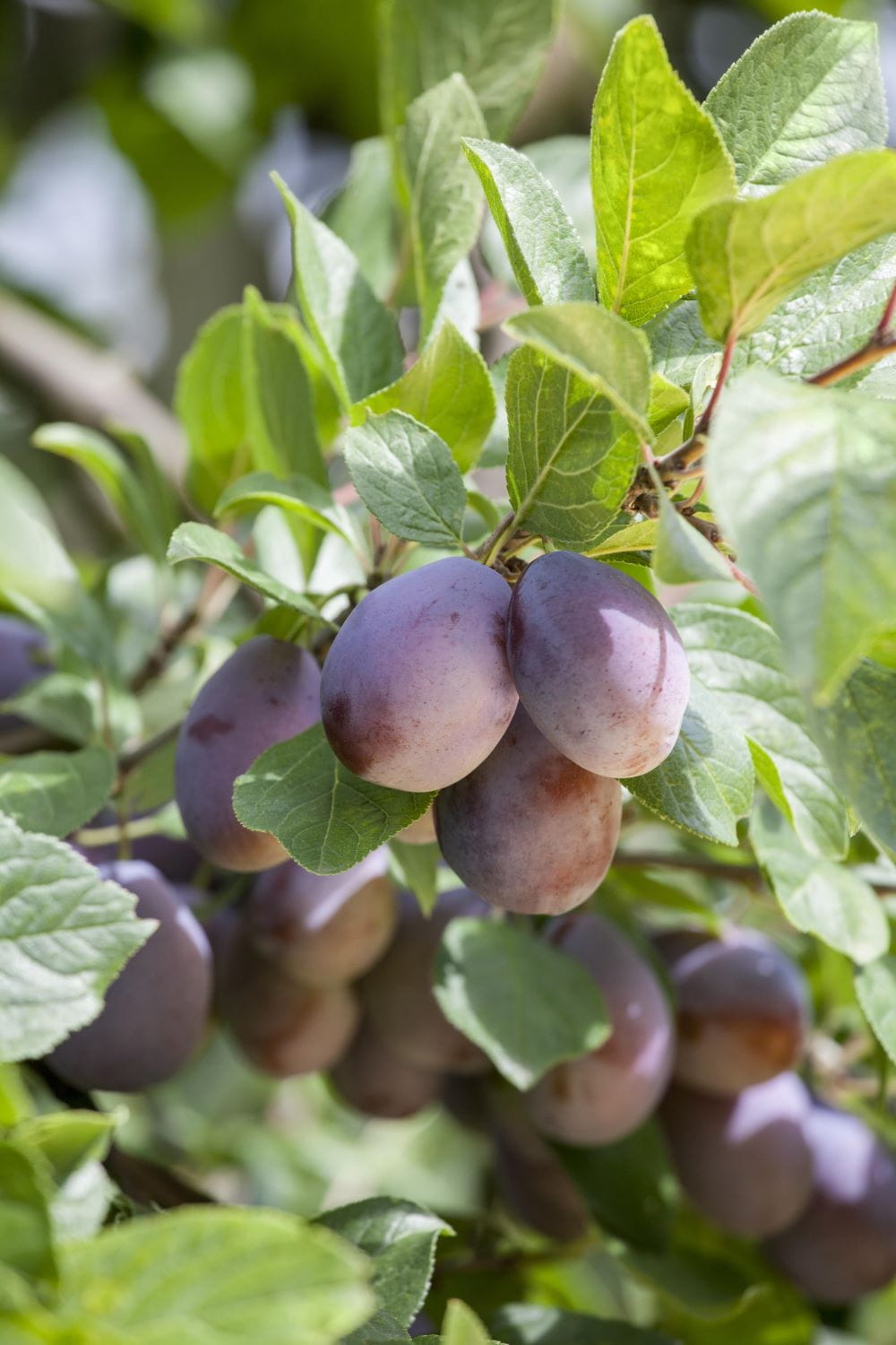 Pflaume Haroma kaufen | Garten von Ehren