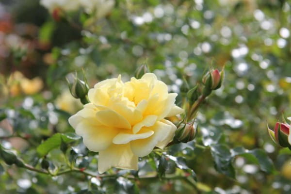 Rose Sunny Rose® • Rosa Sunny Rose