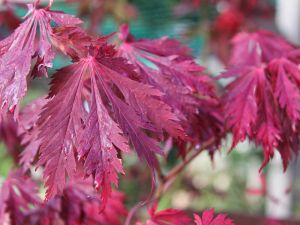 Japanischer Feuerahorn • Acer japonicum Aconitifolium