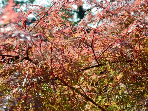 Fächerahorn Emerald Lace • Acer palmatum Emerald Lace