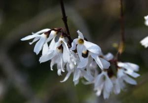 Weiße Forsythie • Abeliophyllum distichum