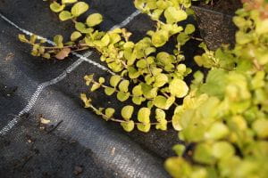 Garten-Pfenningkraut Aurea • Lysimachia nummularia Aurea