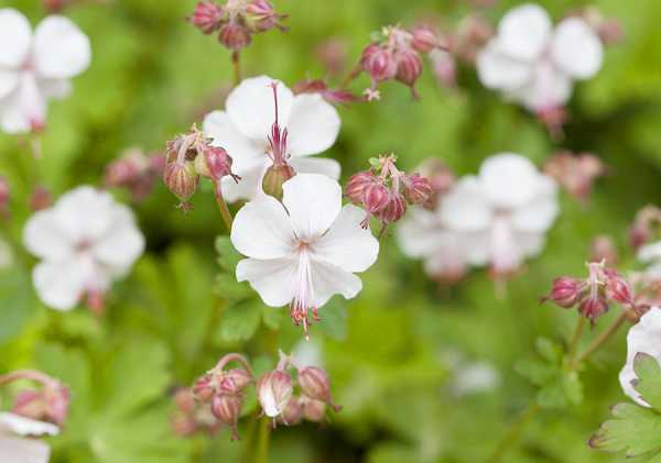 Cambridge-Garten-Storchschnabel Biokovo • Geranium x cantabrigiense Biokovo