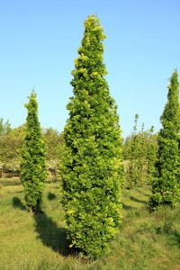 Eiche Fastigiata Koster • Quercus robur Fastigiata Koster